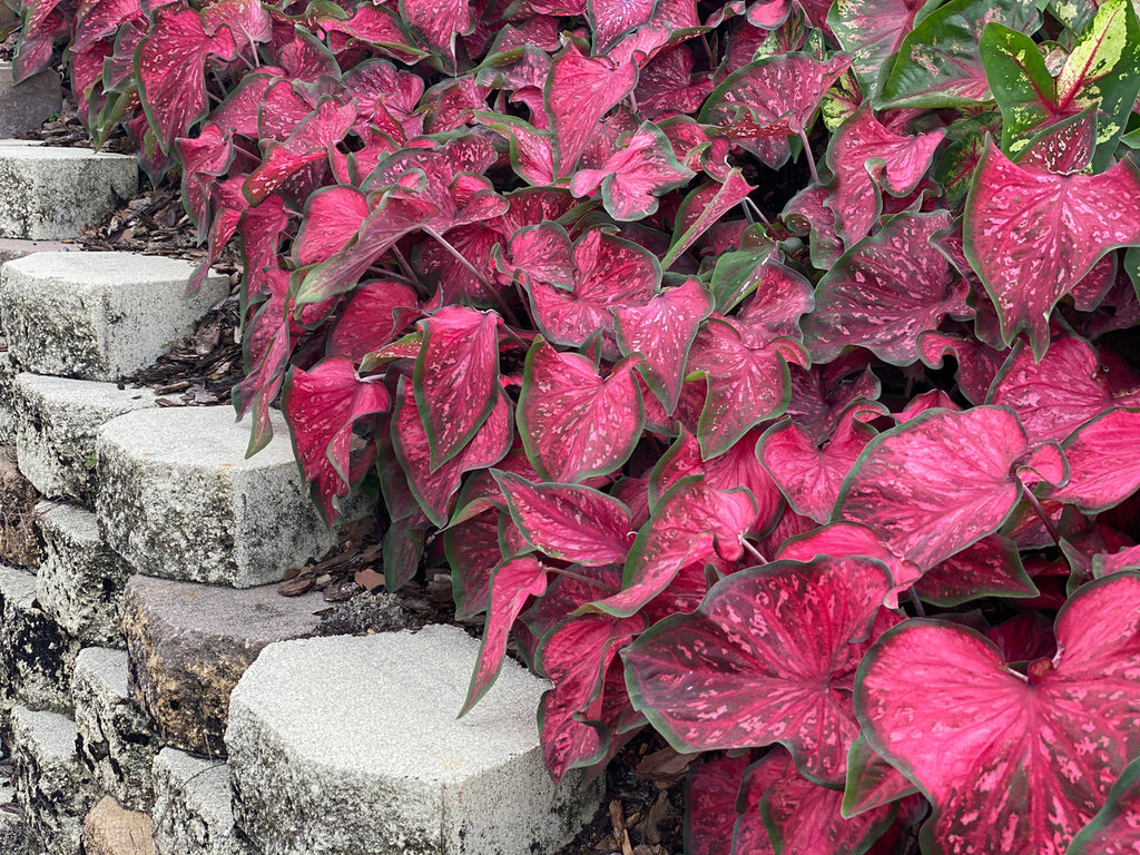 Heart to Heart® Scarlet Flame