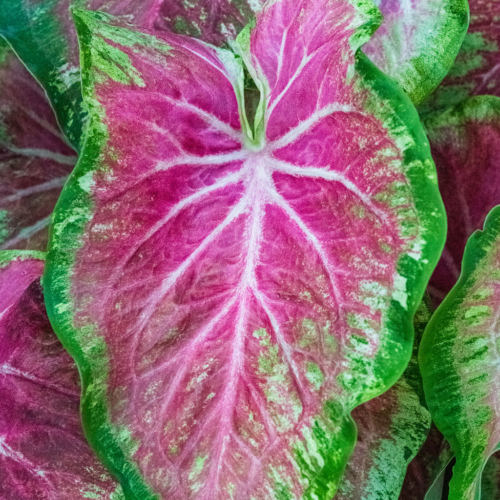 Starburst