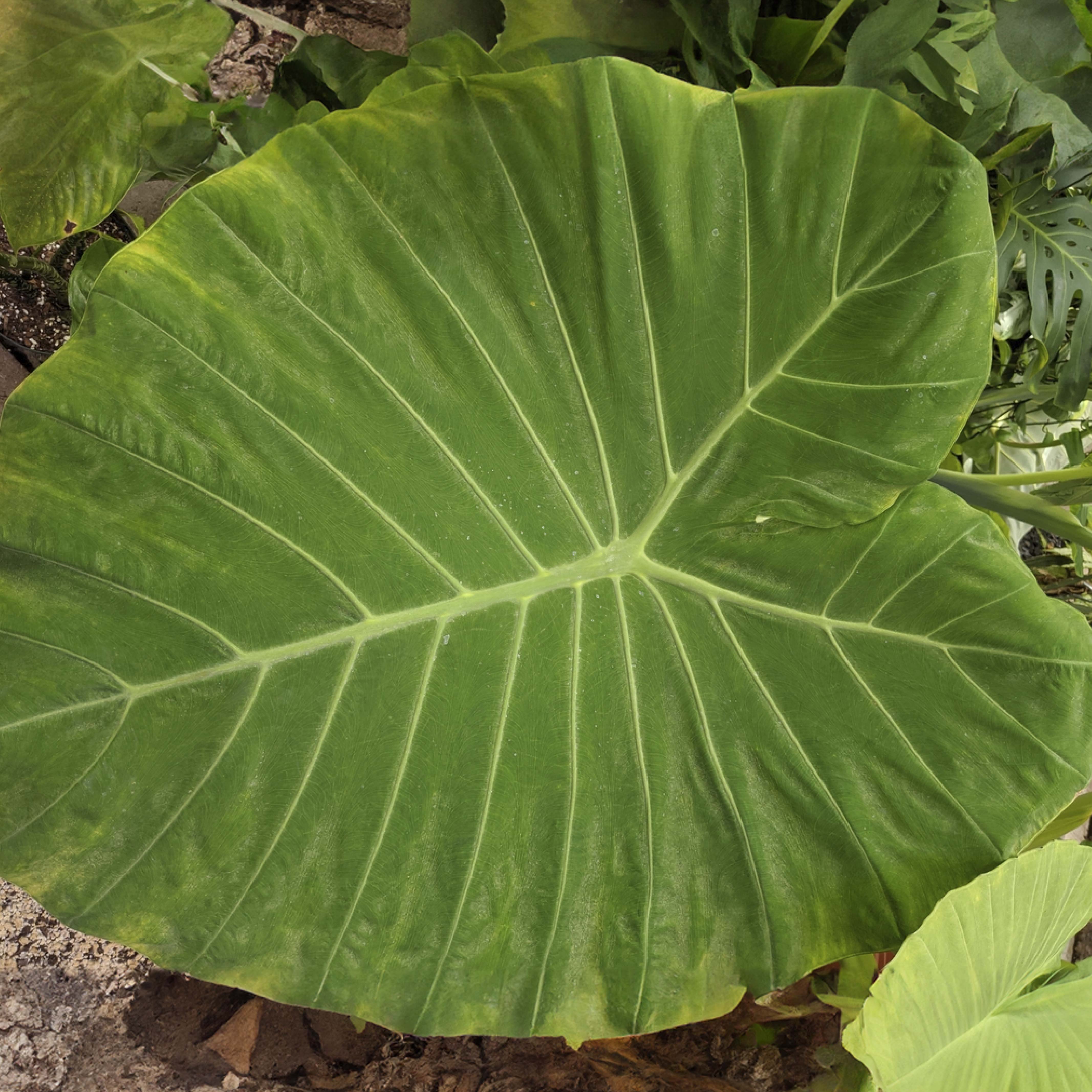 elephant ear bulbs planting instructions Upright "Calidora" Elephant Ear Bulbs
