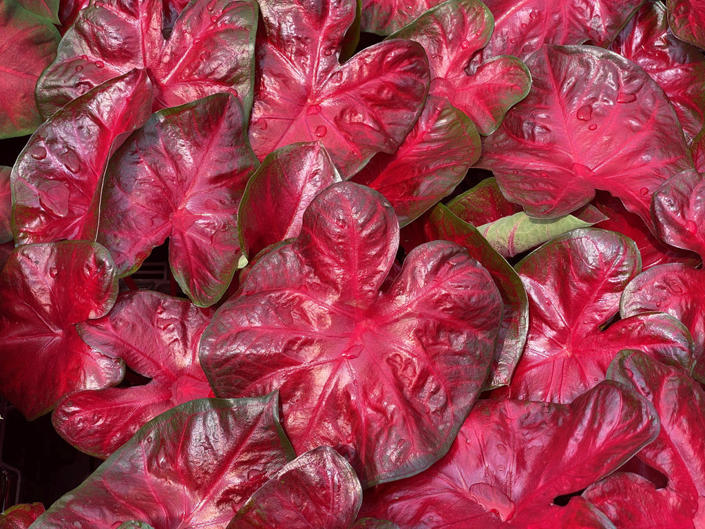 Heart to Heart® Hot Flash