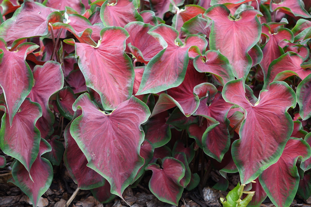 Heart to Heart® Hot 2 Trot