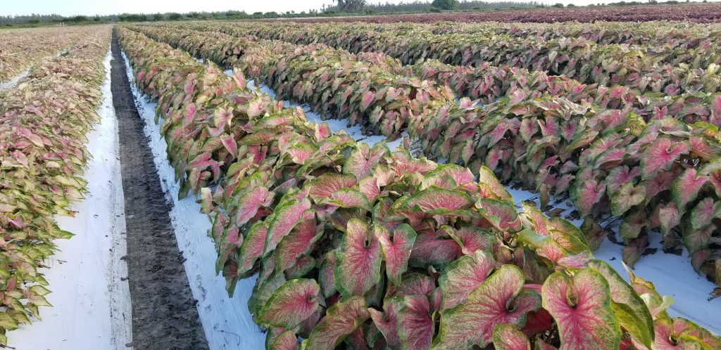Why Classic Caladiums?