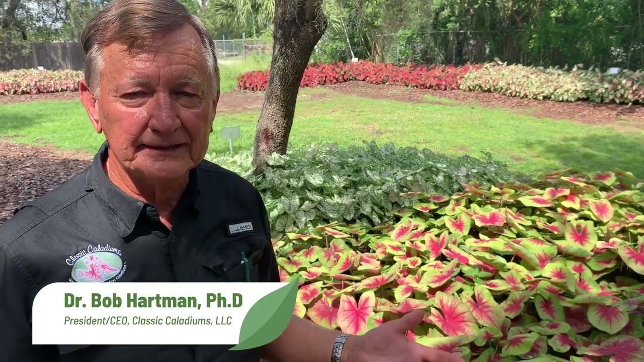 Heart to Heart® 'Lemon Blush' Caladium