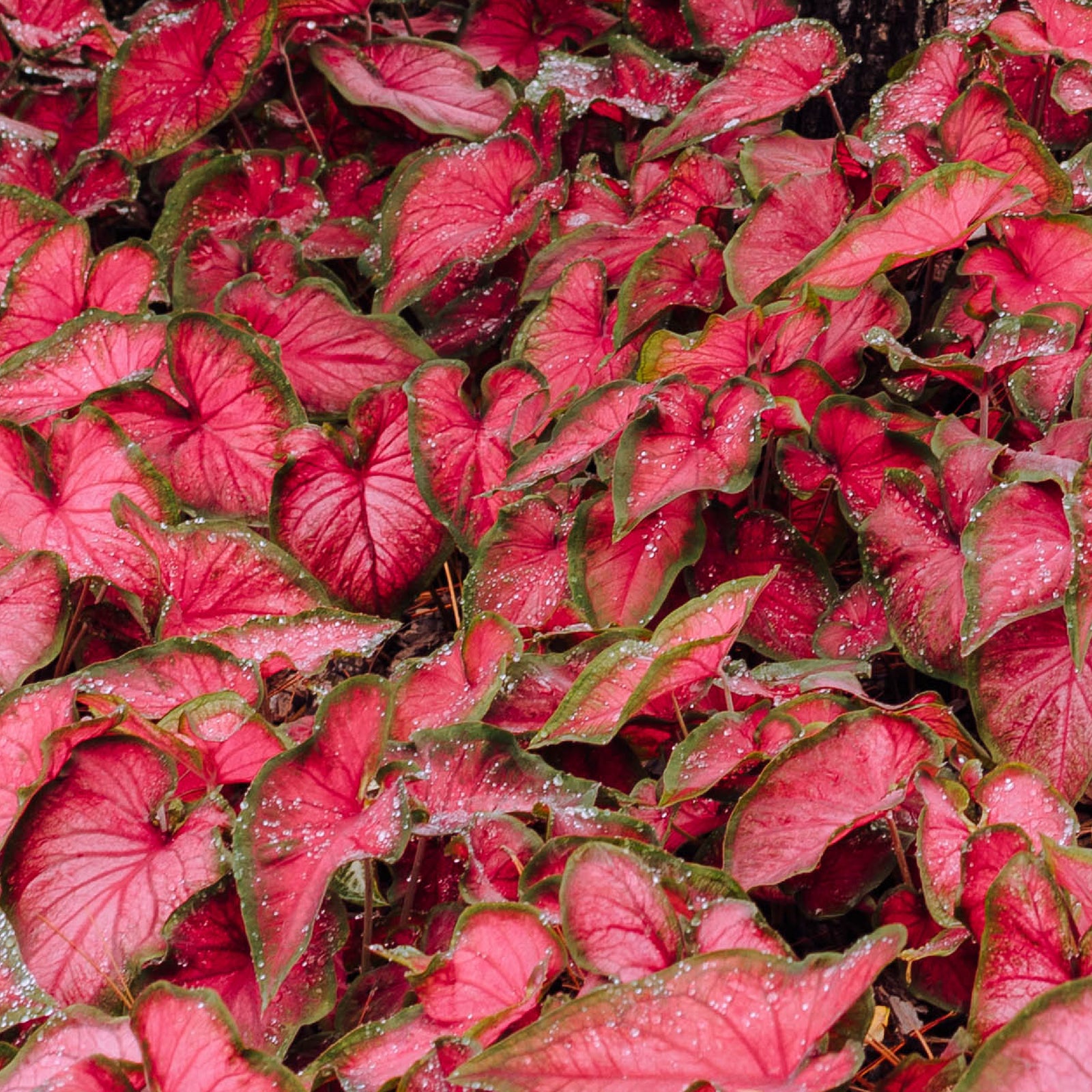 Caladium Videos