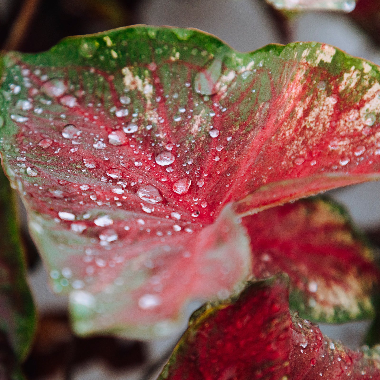 Caladium Diseases