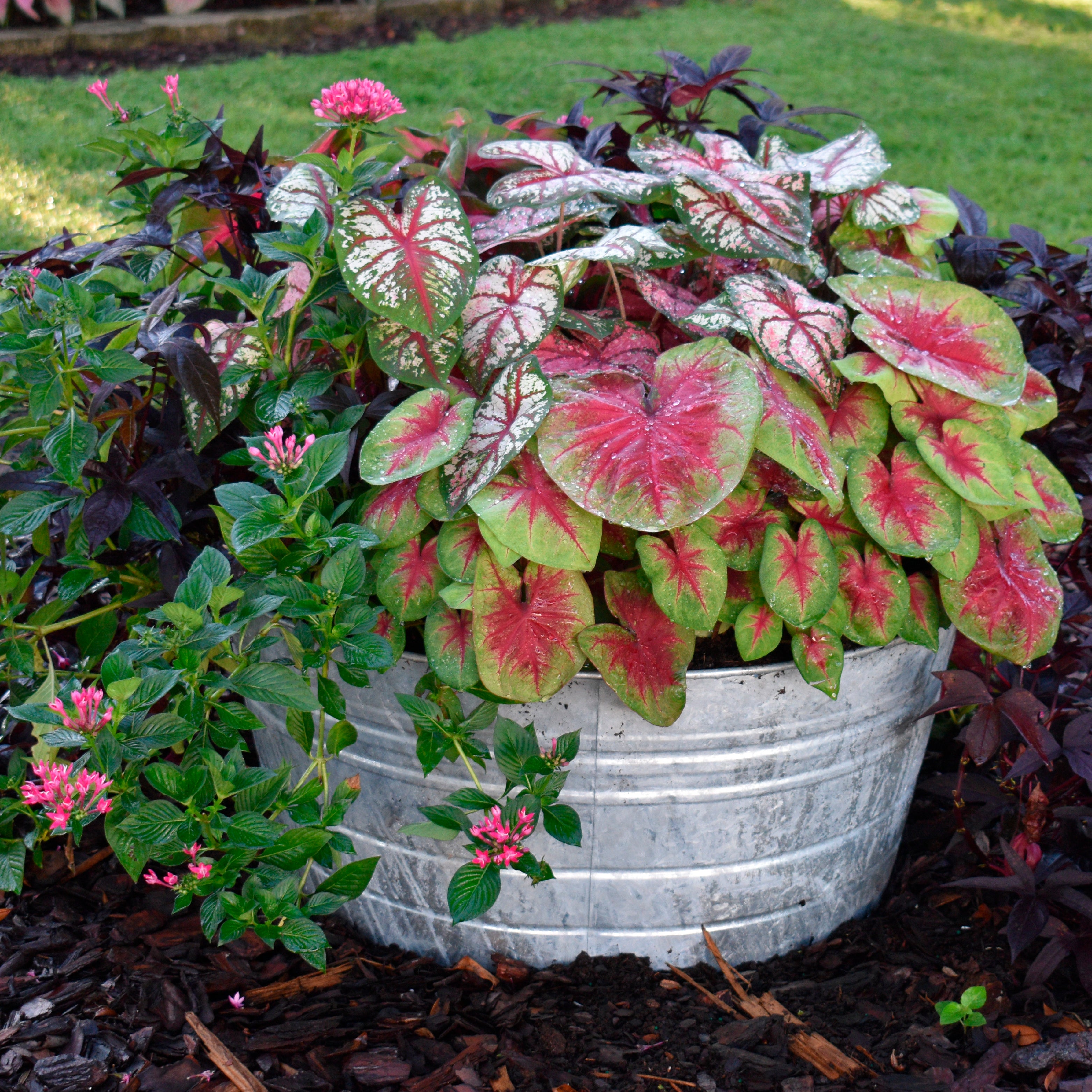 El Caladium Caladiums for Pot Producers – Classic Caladiums