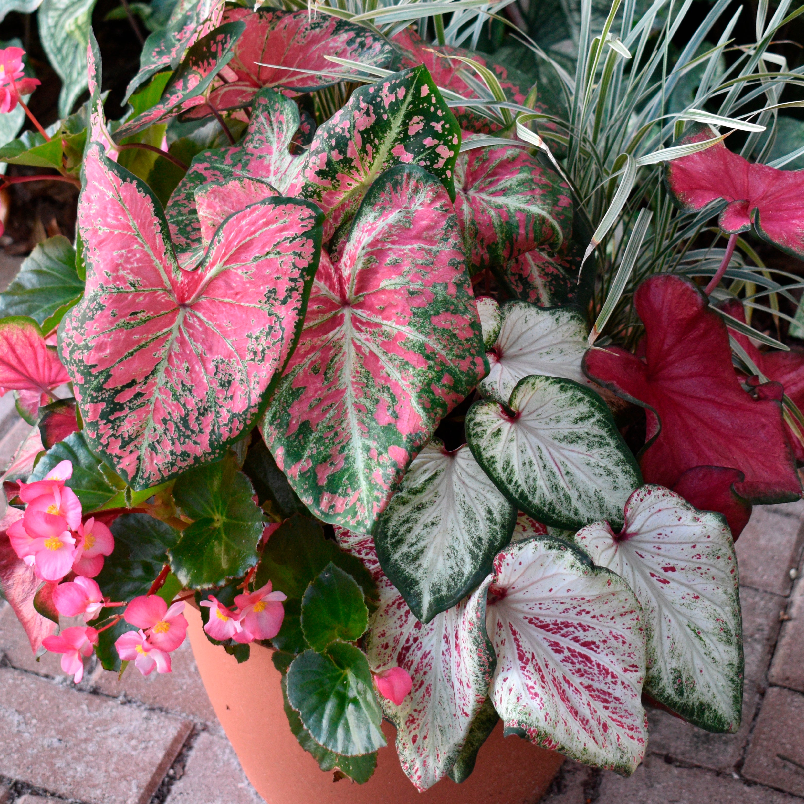 El Caladium Caladiums for the Interior Landscape – Classic Caladiums