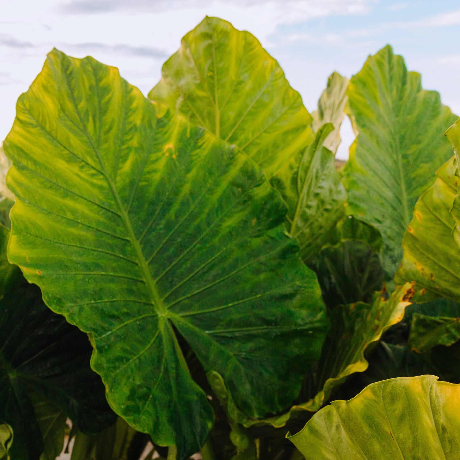 Growing Elephant Ears