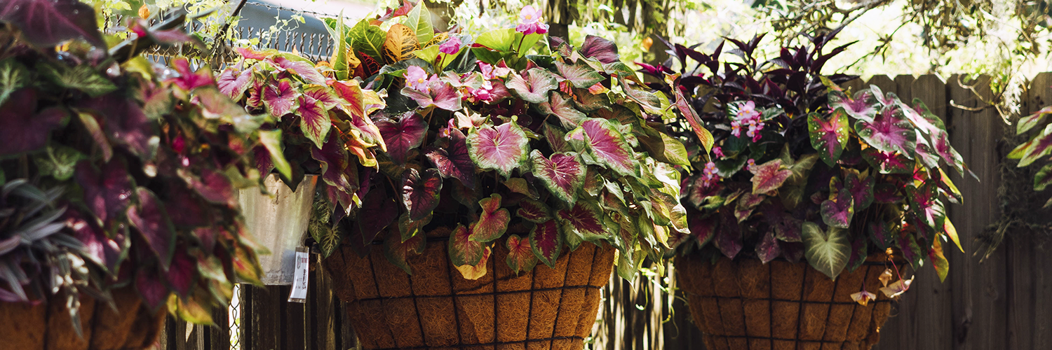 Will Caladiums Take Over My Garden?