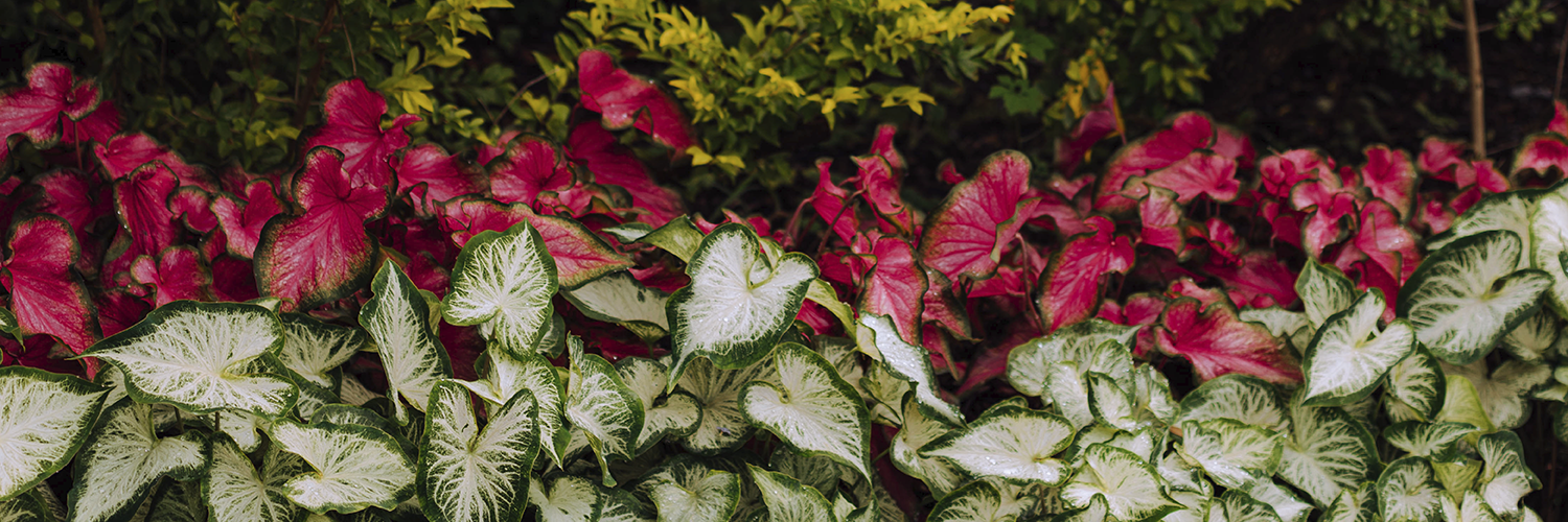 Add Vibrant Color to Your Garden with Caladiums