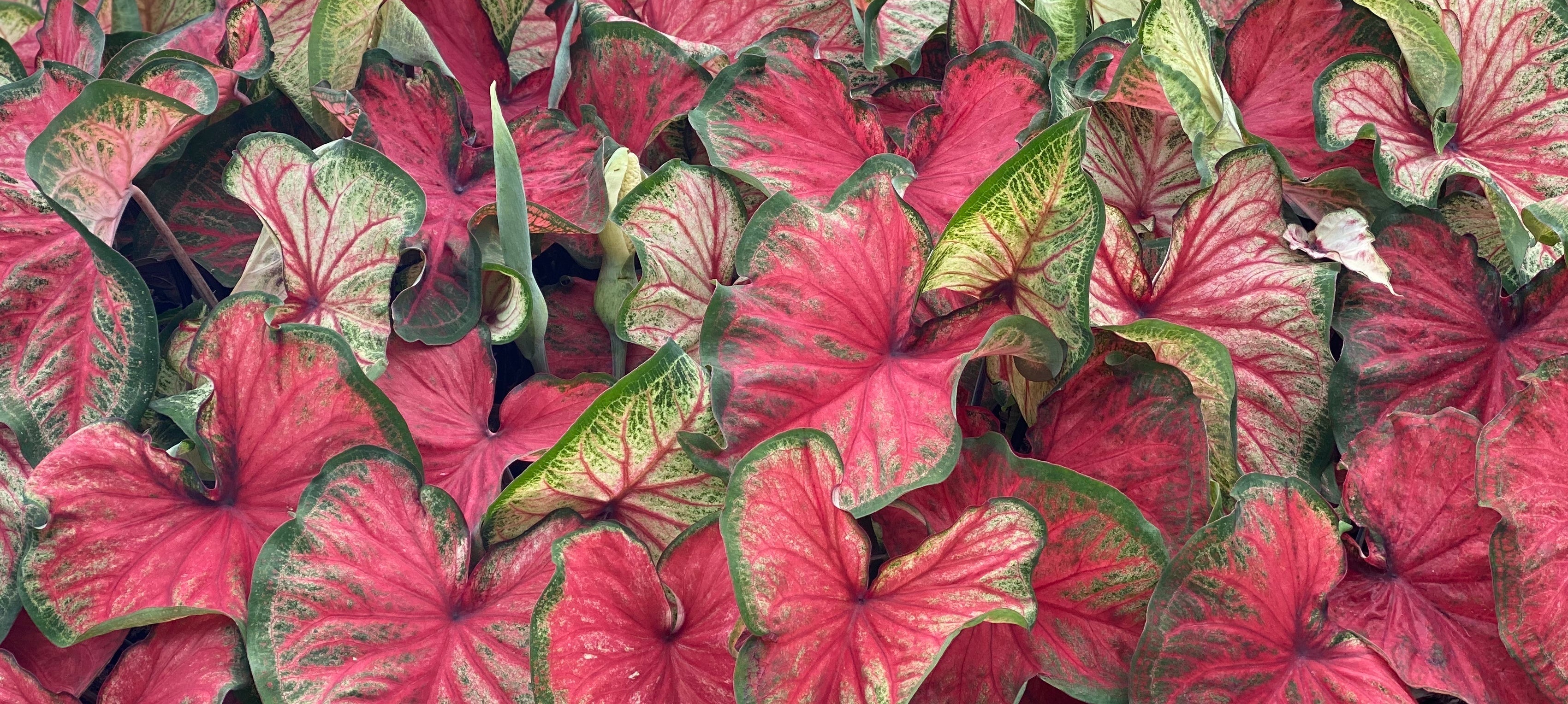 5 Stunning Ways to Add Caladiums to Your Garden Design – Classic Caladiums