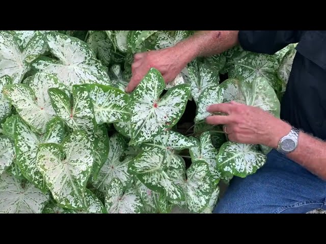 Heart to Heart 'Snow Flurry' Caladium