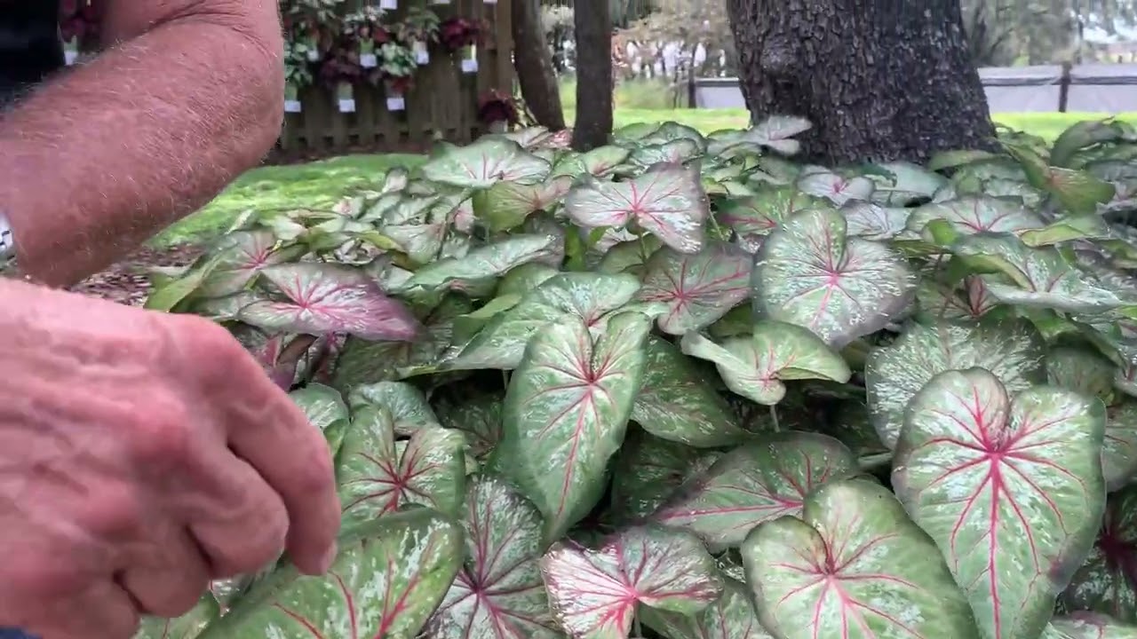 Heart to Heart 'Xplosion' Caladium