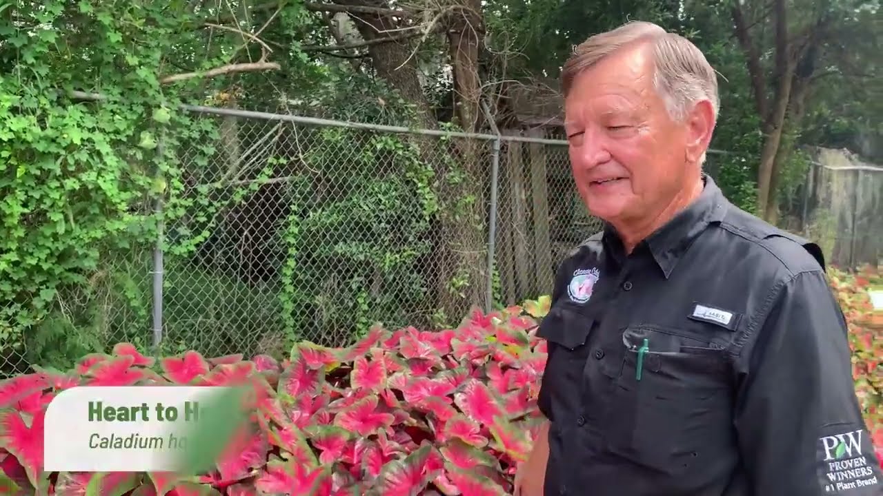 Heart to Heart® 'Hot Flash' Caladium