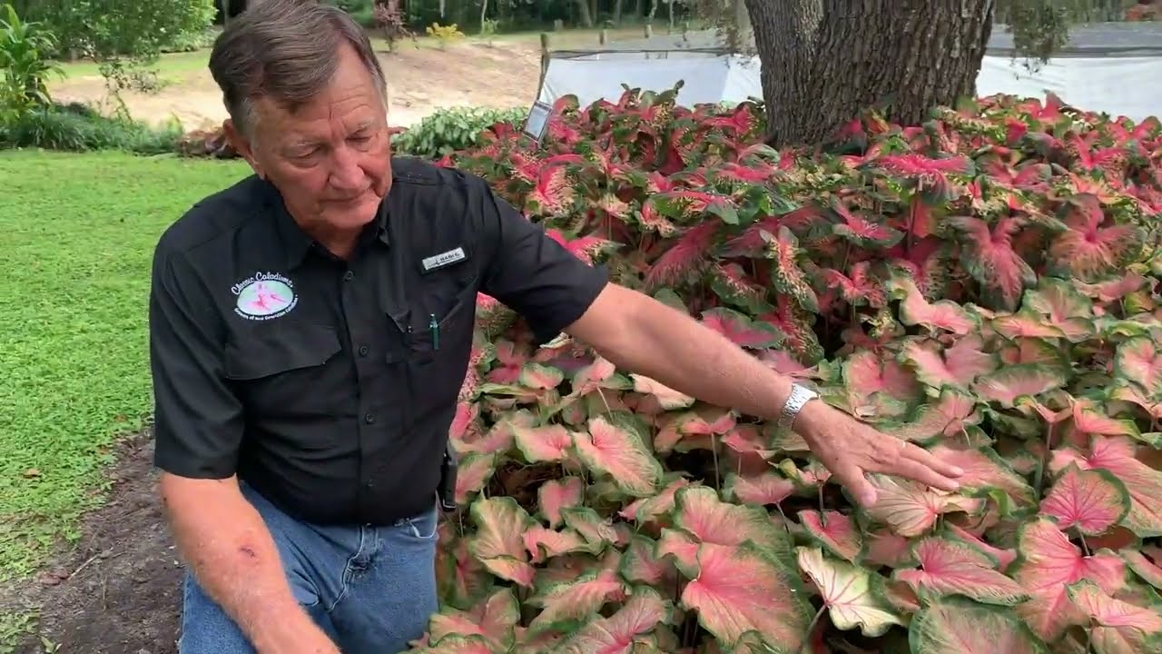 Heart to Heart® 'Chinook' Caladium