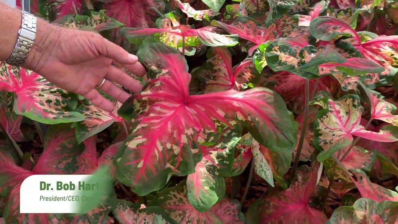 Heart to Heart® 'Clowning Around' Caladium