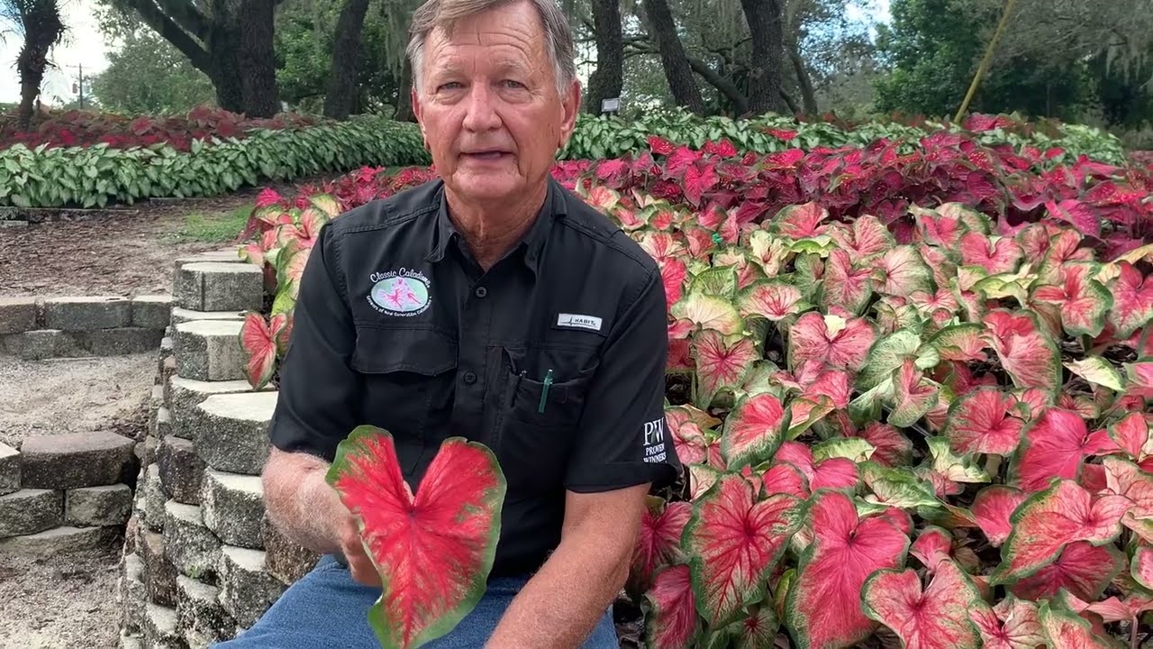 Heart to Heart® 'Bold 'N Beautiful' Caladium