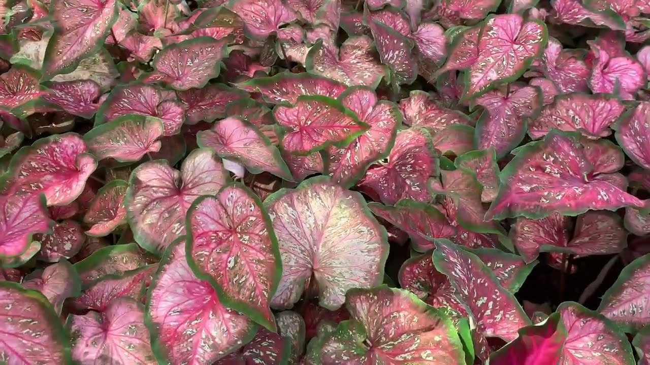 Heart to Heart® 'Caribbean Coral' Caladium