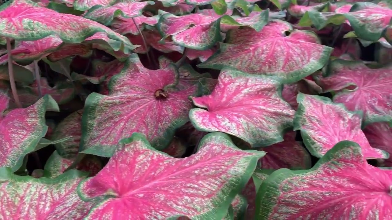 Heart to Heart 'Tickle Me Pink' Caladium