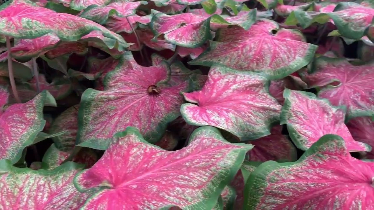 Heart to Heart® 'Tickle Me Pink' Caladium