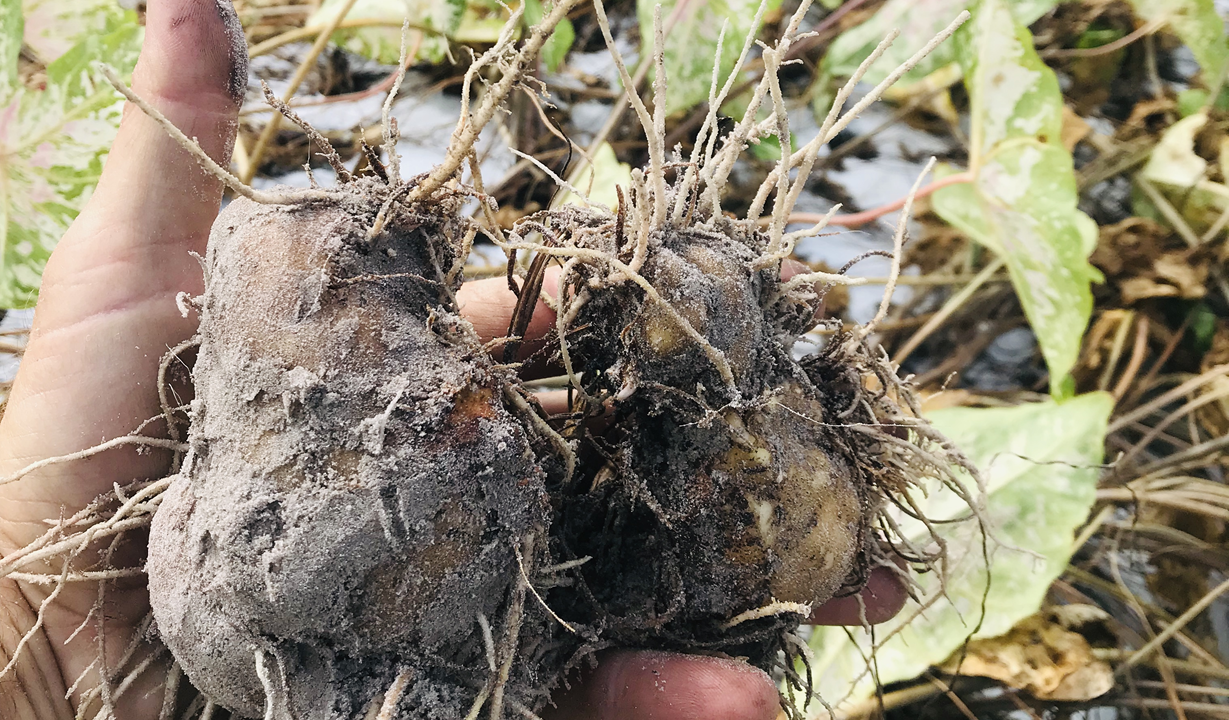 Moldy Caladium Tubers – Classic Caladiums
