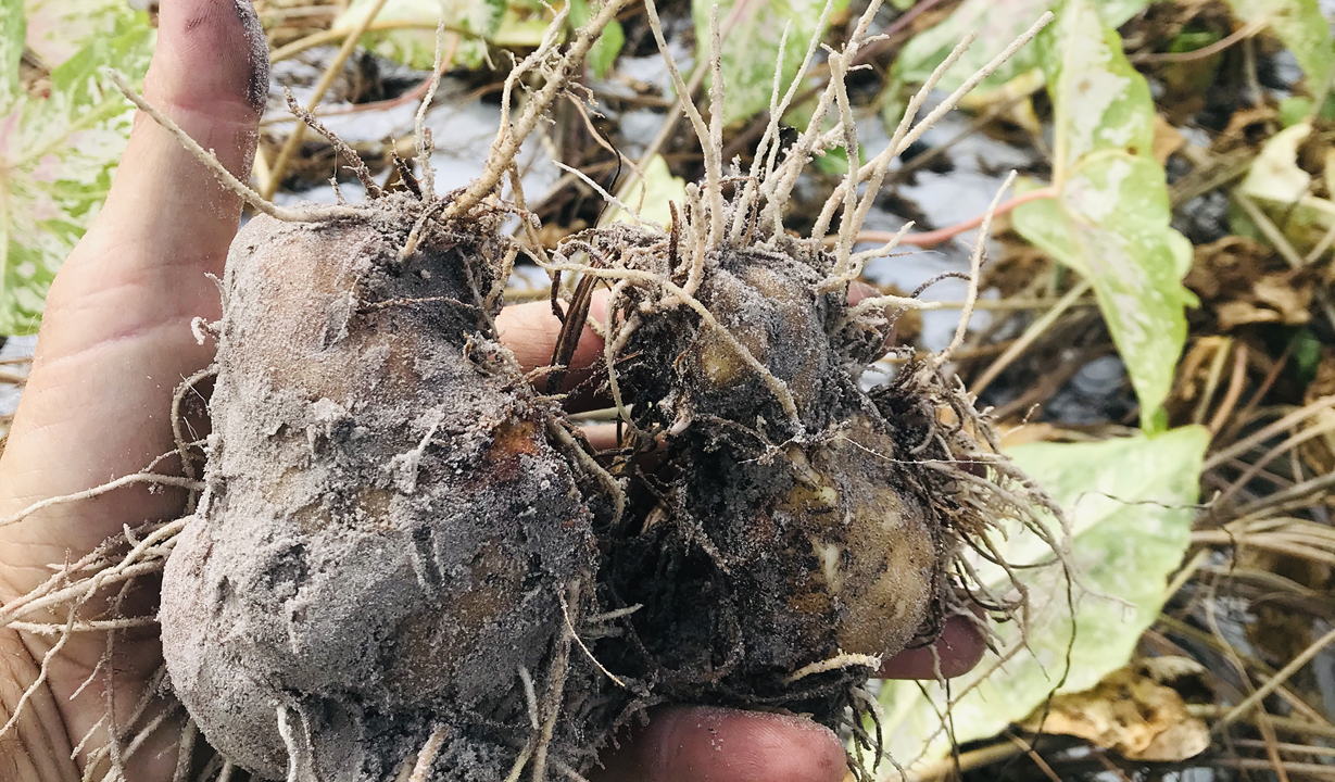 Moldy Caladium Tubers