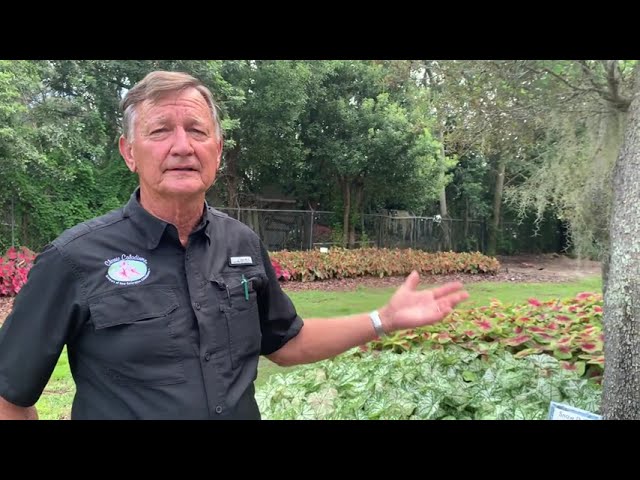 Heart to Heart® 'Snow Drift' Caladium