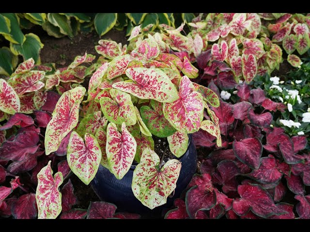 Heart to Heart 'Raspberry Moon' Caladium – Classic Caladiums
