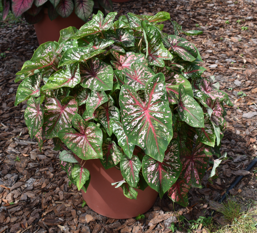 Caladium Infinity Caladium Combinations – Classic Caladiums