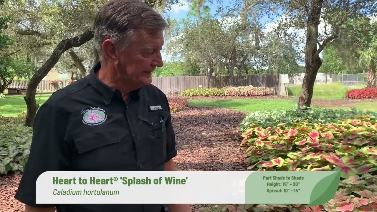 Heart to Heart® 'Splash of Wine' Caladium