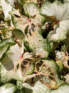 Sun Burned Caladium Leaves