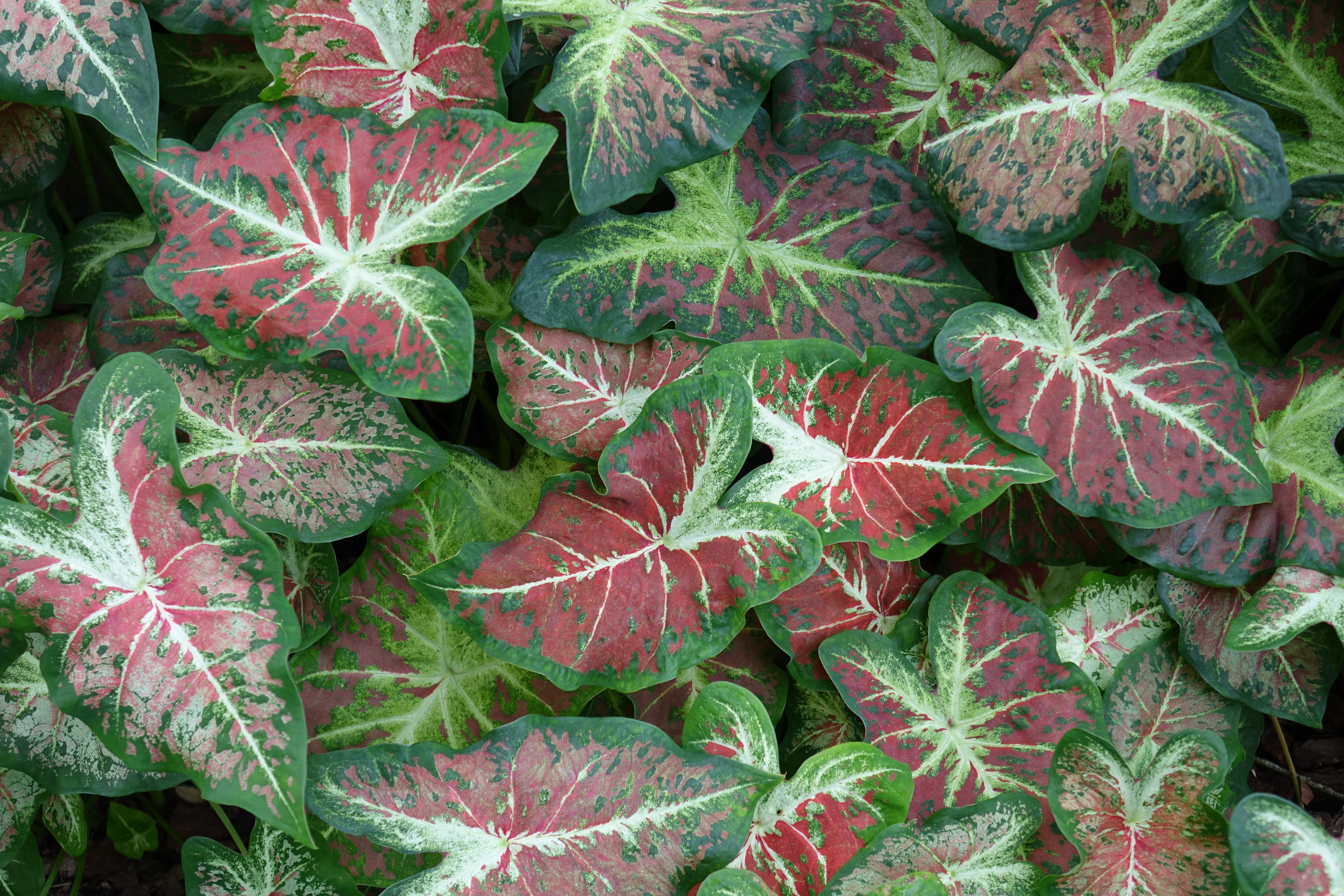 Multi-Color Caladiums – Classic Caladiums