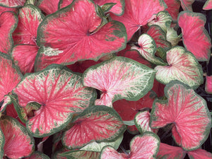 Heart to Heart® Bold 'N Beautiful