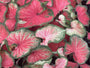 Heart to Heart® Bold 'N Beautiful