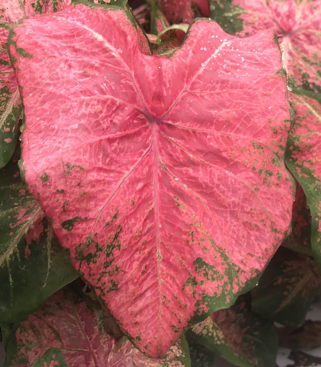 Ballet Slippers Caladiums