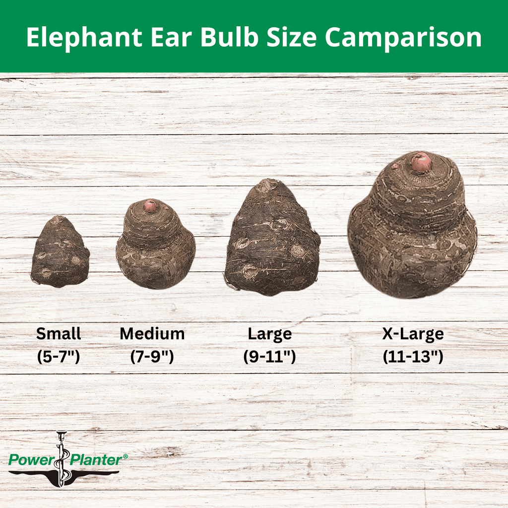 "Coco" Elephant Ear (Colocasia)