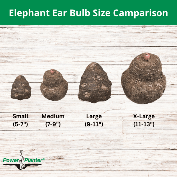 elephant ear plant seed pod sizes Coco" Elephant Ear (Colocasia) – Classic Caladiums