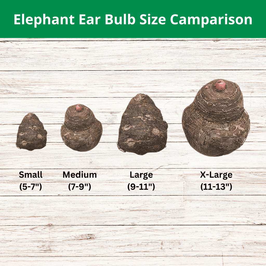 Elephant Ear Bulbs