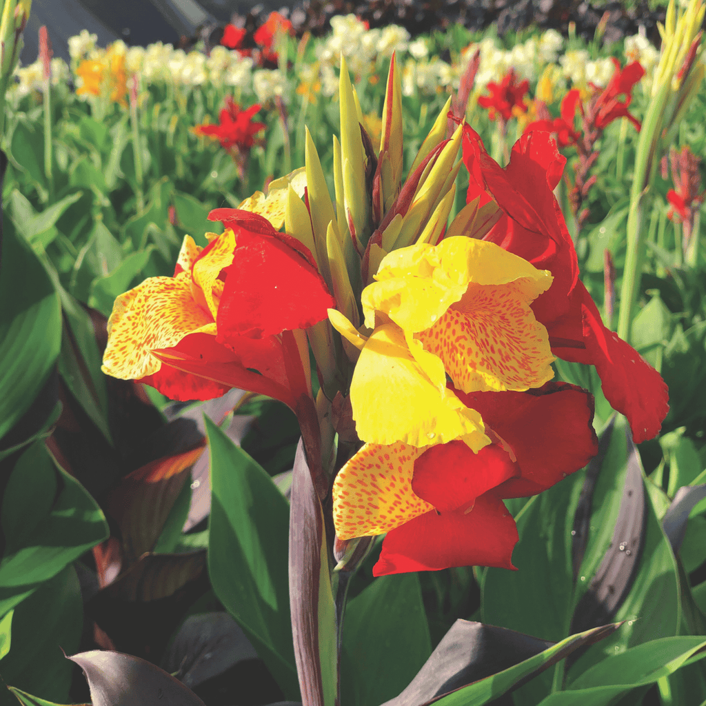 Cleopatra Canna Lily Bulbs