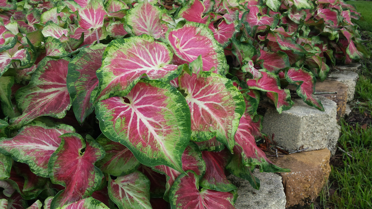 Starburst Caladium Bulbs – Classic Caladiums