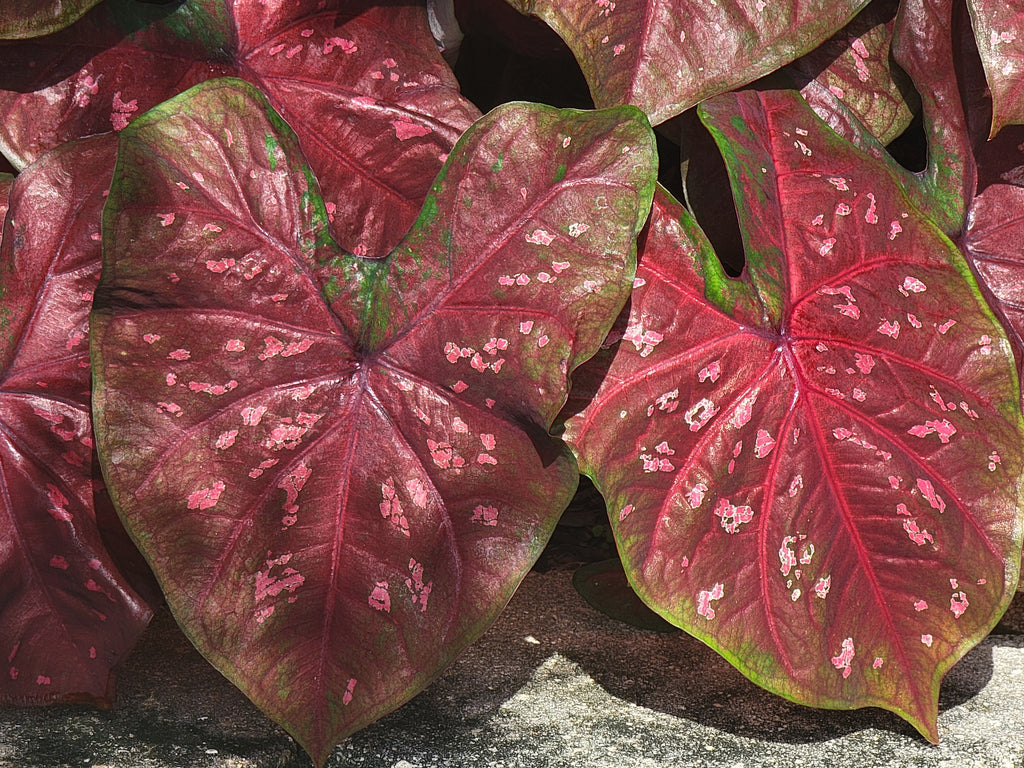 Burst My Bubble Caladiums