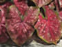 Burst My Bubble Caladiums