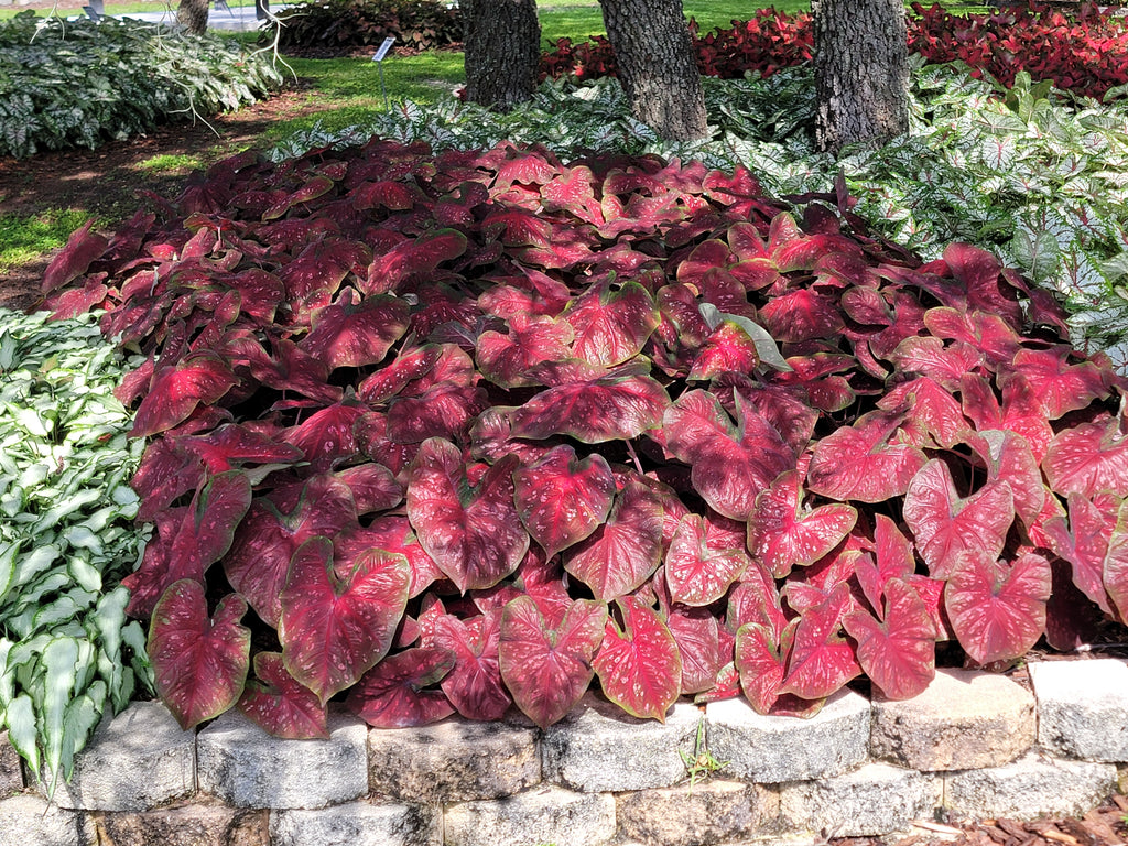 Burst My Bubble Caladiums