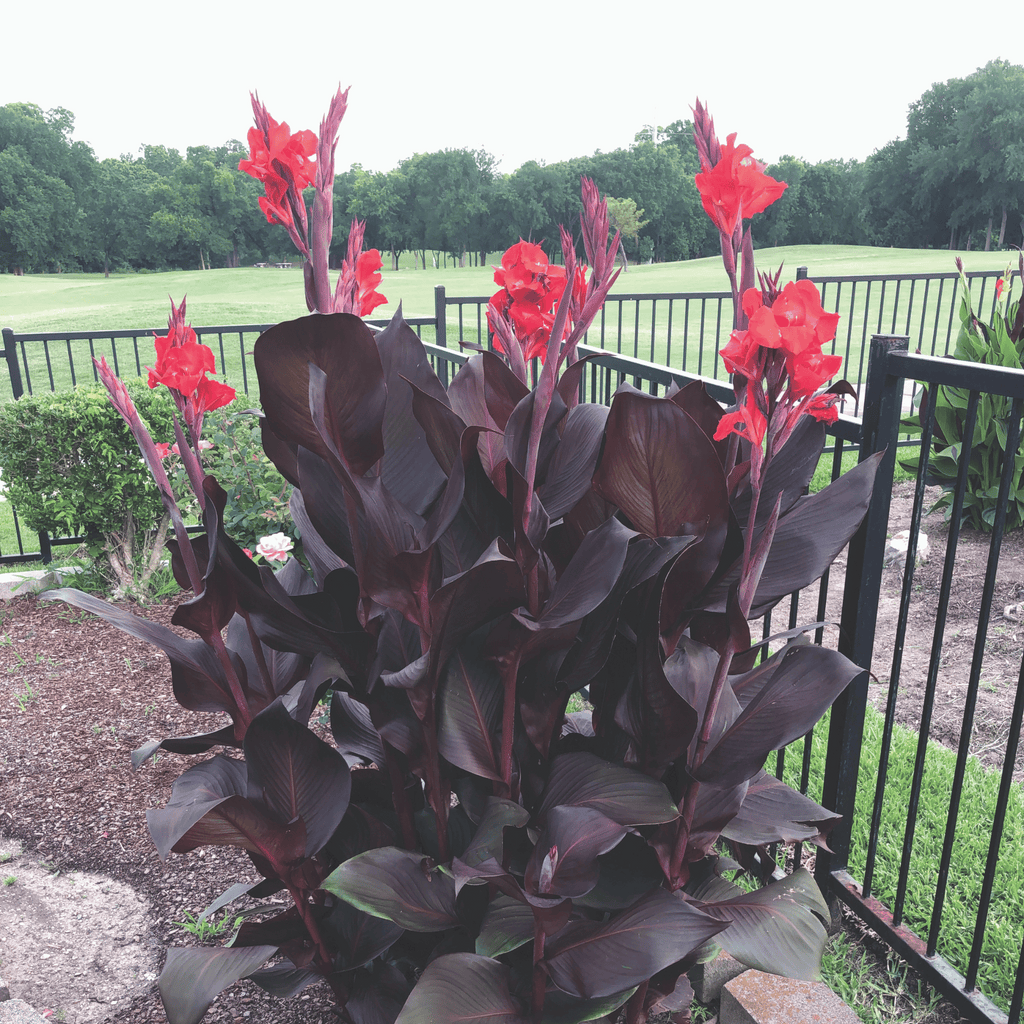 Red Velvet Canna Lily Bulbs