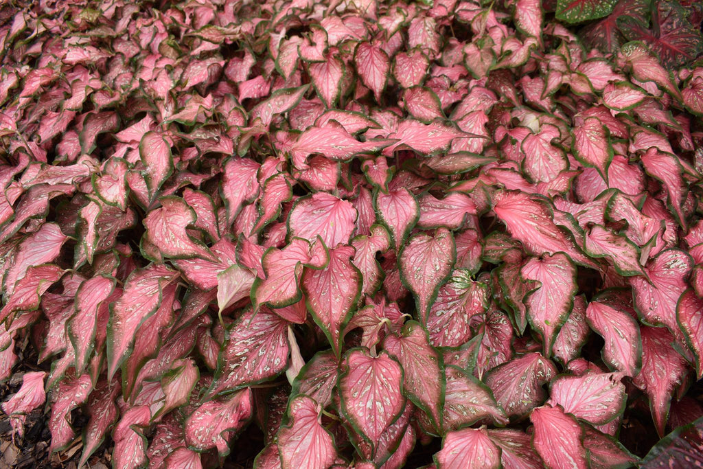 Heart to Heart® Caribbean Coral