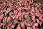 Heart to Heart® Caribbean Coral