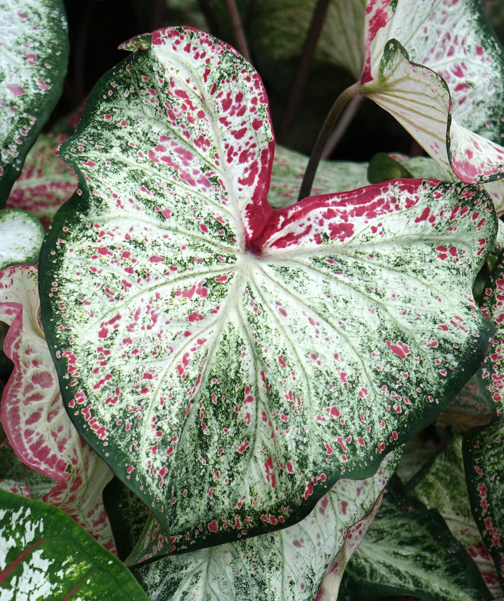 Peppermint