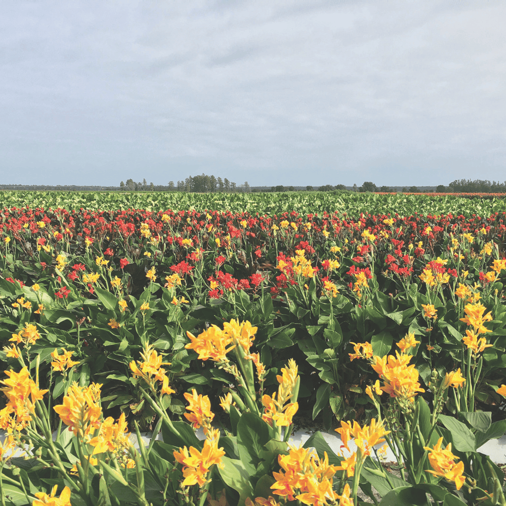 Cleopatra Canna Lily Bulbs