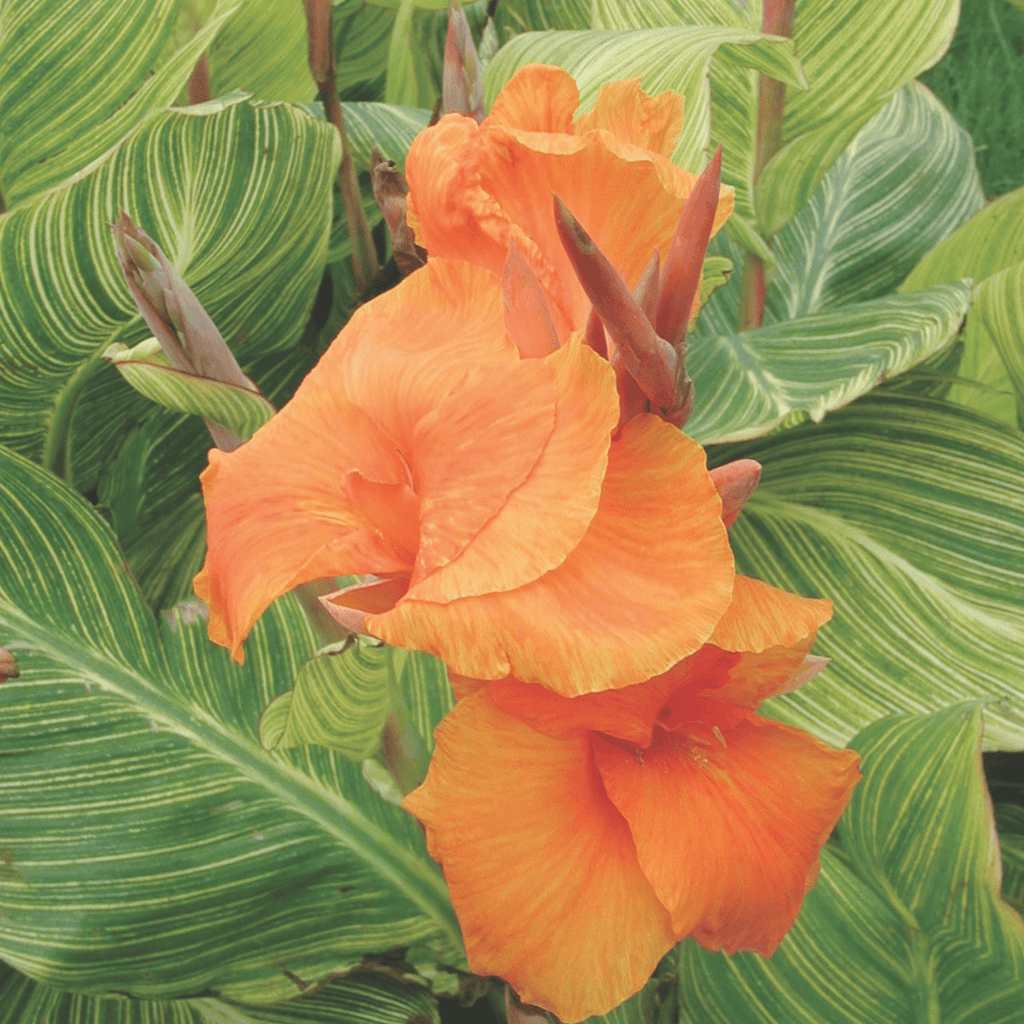 Pretoria Canna Lily Bulbs