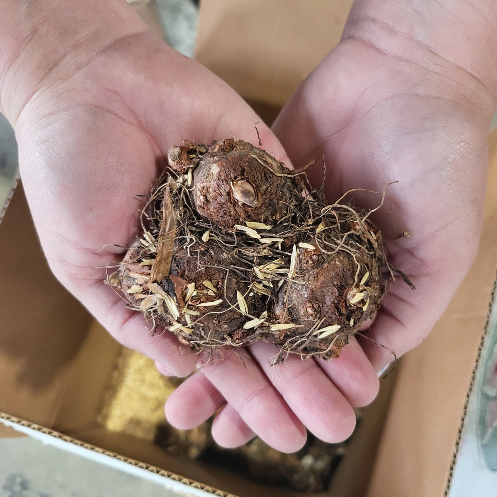 Summer Breeze Jumbo Caladium Bulbs